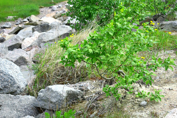 Fototapeta premium stones and grass