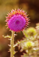 Pink thistle flowers in wild (herbal medicine Silybum marianum, milk thistle, Cardus marianus, Mediterranean milk cardus marianus). Floral blue-violet background. Pink spiny flower. Close-up. Nature
