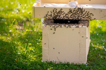 Beekeeping. Collecting escaped bees swarm from a tree. Apiary background. A swarm of European honey bees being collected after escaping.