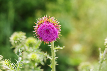 Pink thistle flowers in wild (herbal medicine Silybum marianum, milk thistle, Cardus marianus, Mediterranean milk cardus marianus). Floral blue-violet background. Pink spiny flower. Close-up. Nature