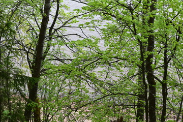 forest, trees and mountain slopes