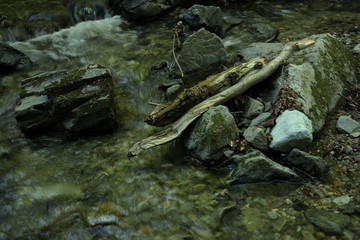 渓流の流木