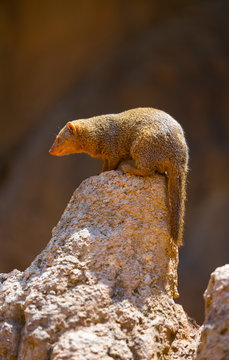 Common dwarf mongoose (Helogale parvula)