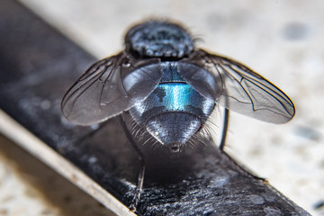 closeup of a fly