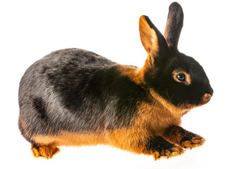 The Tan rabbit isolated on a white background