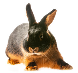 The Tan rabbit isolated on a white background
