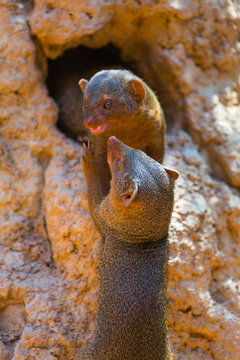 Common dwarf mongoose (Helogale parvula)