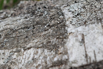 old birch bark background