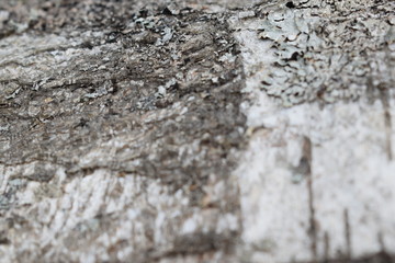 old birch bark background