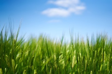 麦畑と青い空