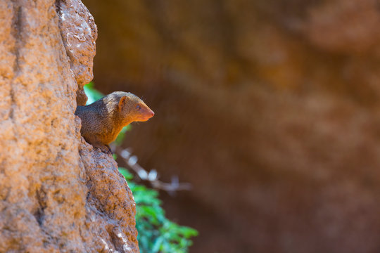 Common dwarf mongoose (Helogale parvula)