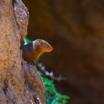 Common dwarf mongoose (Helogale parvula)