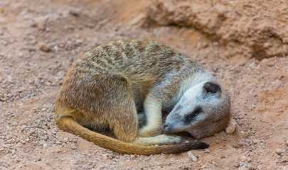Meerkat or suricate (Suricata suricatta)