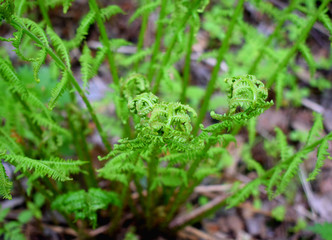 fern in forest