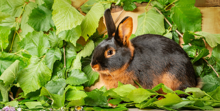 The Tan rabbit on a wooden background with graas and leaves - the studio portrait