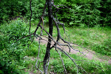 Obraz premium tree in the forest