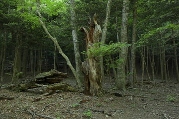 森の中の倒木