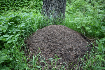 ant pile under a tree in the forest