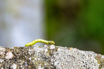 Winter moth (operophtera brumata) caterpillar and the forest destruction with caterpillars eatings woodland leaves