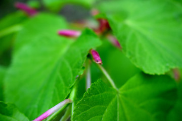 blossoming buds on a branch with green leaves