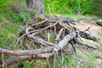old tree in the forest