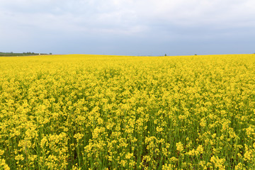 Yellow fields of flowers in summer time.