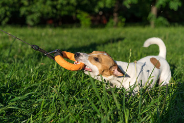 dog jack russell terrier takes away a toy