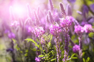 Onobrychis viciifolia inflorescence, common sainfoin with pink flowers. Wild pink flowers with sun flare background
