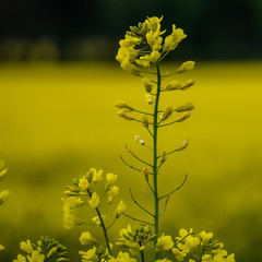 Obraz premium A field with yellow colored rapeseed flowers