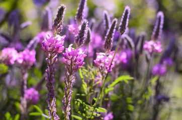Onobrychis viciifolia inflorescence, common sainfoin with pink flowers. Wild pink flowers background