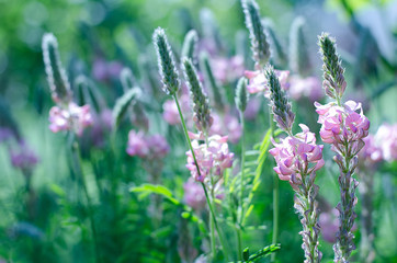 Onobrychis viciifolia inflorescence, common sainfoin with pink flowers. Wild pink flowers background