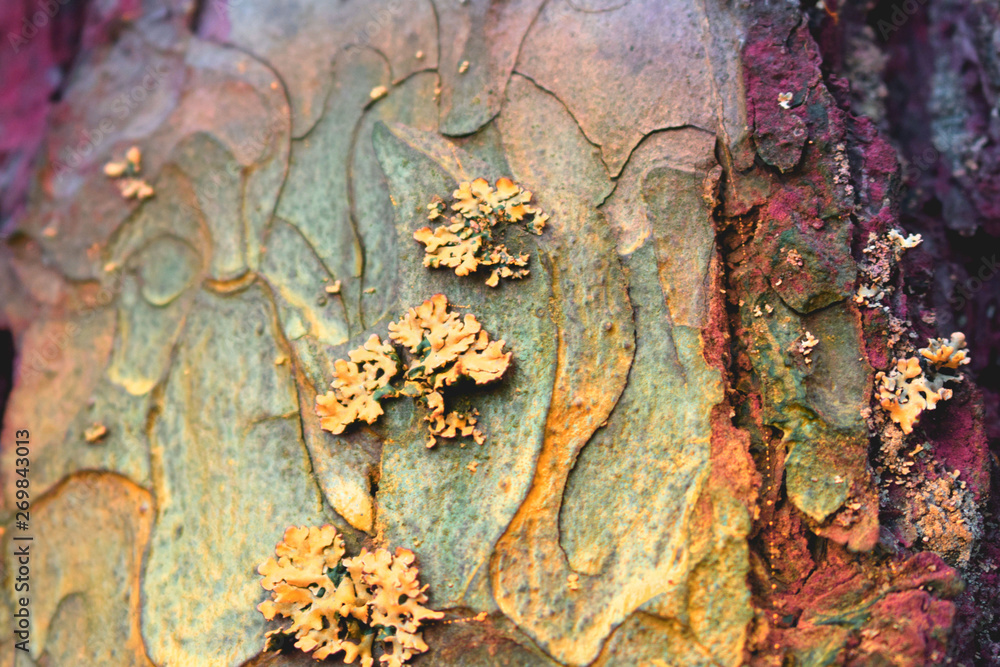 Wall mural moss on the tree trunk, tree bark