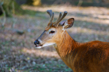 A young deer in the forest of the woods.