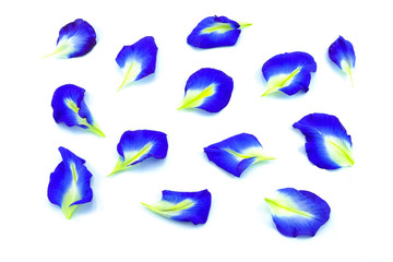 blue flower petals on white background