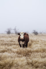 Close up view of standing brown adult cow.  in the field. Foggy moody weather, minimalism. Mount Aspiring National Park, New Zealand.