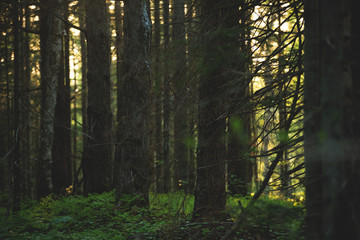 Fototapeta premium Beautiful mysterious forest at sunset