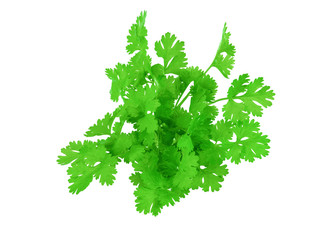 close up coriander leaf on white background