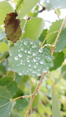 Brilliant Dew Drops on Linden Green Leaves
