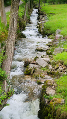 stream in the black forest