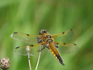 female four spotted chaser dragonfly (Libellula quadrimaculata)