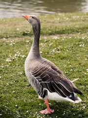 goose on grass