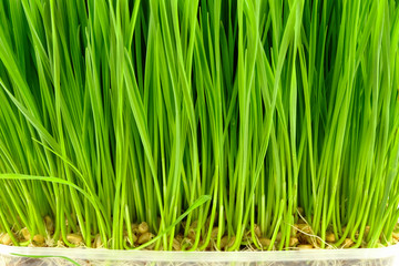 wheat grass background growing