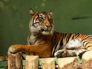 tiger