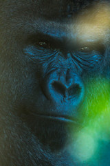 Western lowland gorilla (Gorilla gorilla gorilla)