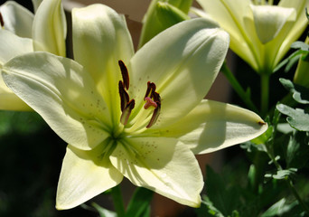 close up yellow and Green lilies