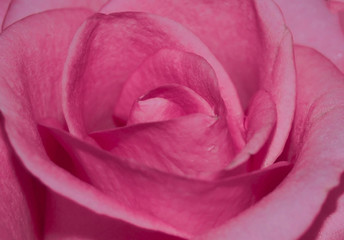 close up pink rose background
