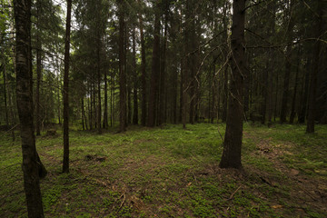 The path in the woods.