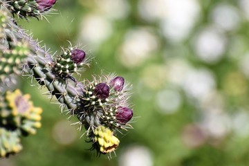 Beautiful summer cactus flowers garden