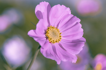 Obraz premium Delicate pink cosme daisy flower on a beautiful background. Copy space