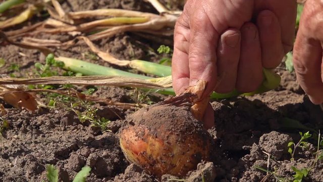 Farmer hands pulling out and cleaning the headed onion from the soil in slow motion. Shallow dof. Close up shot of senior woman reaping a harvest of bio product growing in countryside.